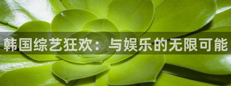 韩国综艺狂欢：与娱乐的无限可能