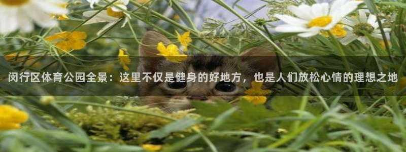 闵行区体育公园全景：这里不仅是健身的好地方，也是人们放松心情的理想之地